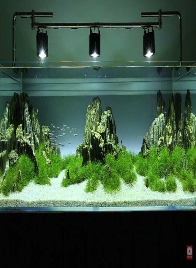 RUKDA صخور خشبية طبيعية لامعة من روكدا® | أحجار رمادية متلألئة متعددة الطبقات بتأثير الميكا | تنسيق أحواض السمك، أحواض النباتات المائية، أحواض الزواحف، أحواض الأسماك، ديكور الحدائق والمنازل | أحجار طبيعية 100% (0.9 كيلوغرام) - Image 2